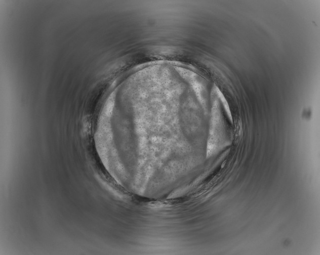 X0000096190284200802151510