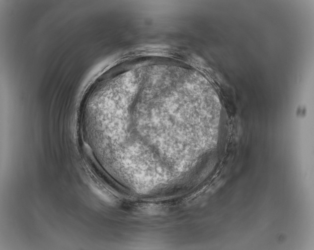 X0000096190293200802151509