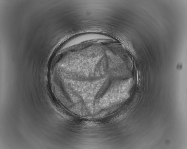 X0000096190300200802151509