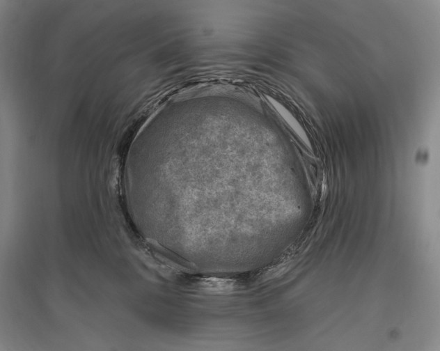 X0000096190328200802151509