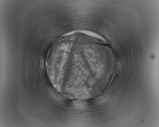 X0000096190331200802151509