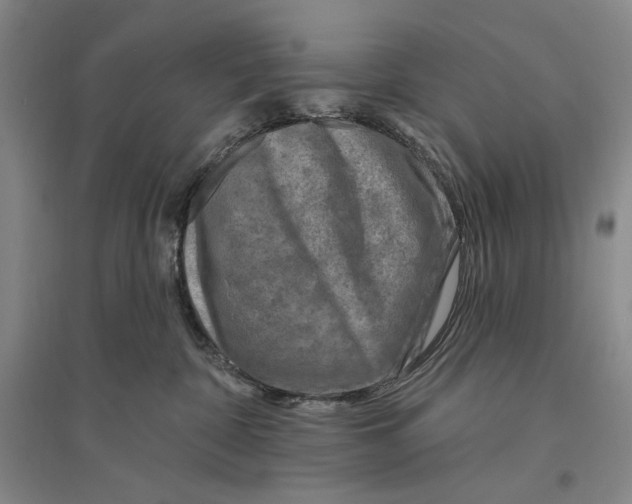 X0000096190332200802151508