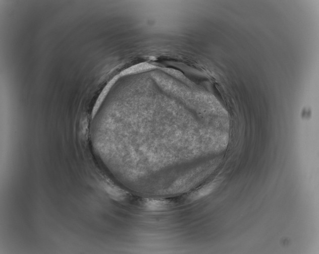 X0000096190336200802151508