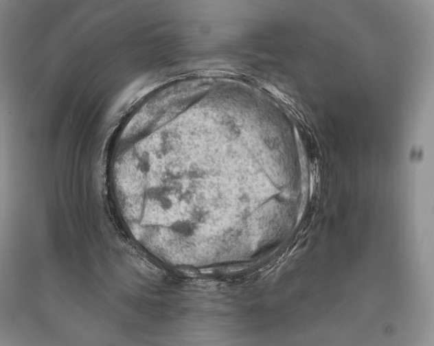 X0000096190339200802151508