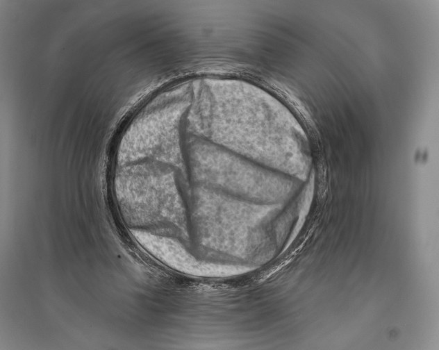 X0000096190346200802151508