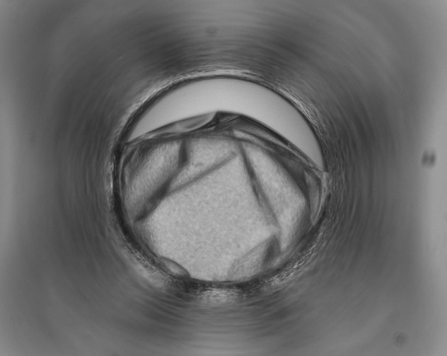 X0000096190350200802151508