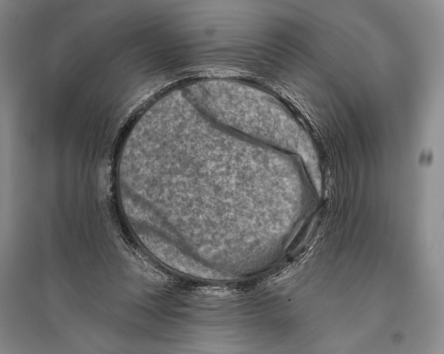 X0000096190351200802151508