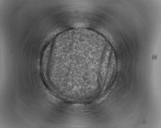 X0000096190353200802151508