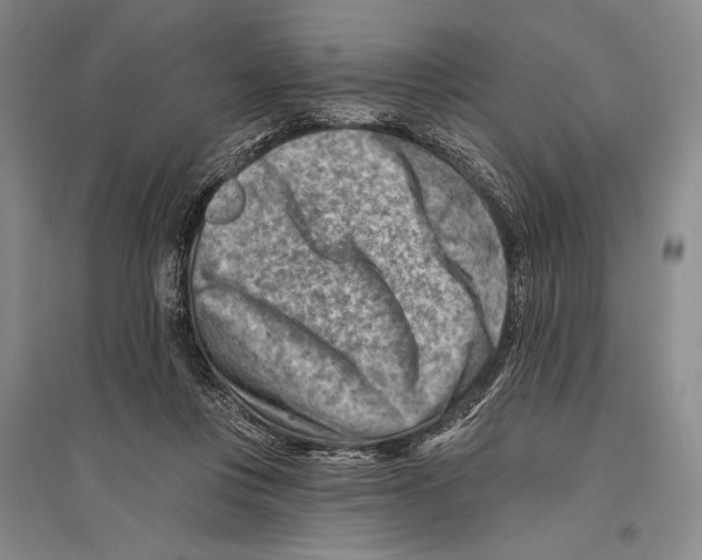 X0000096190359200802151508