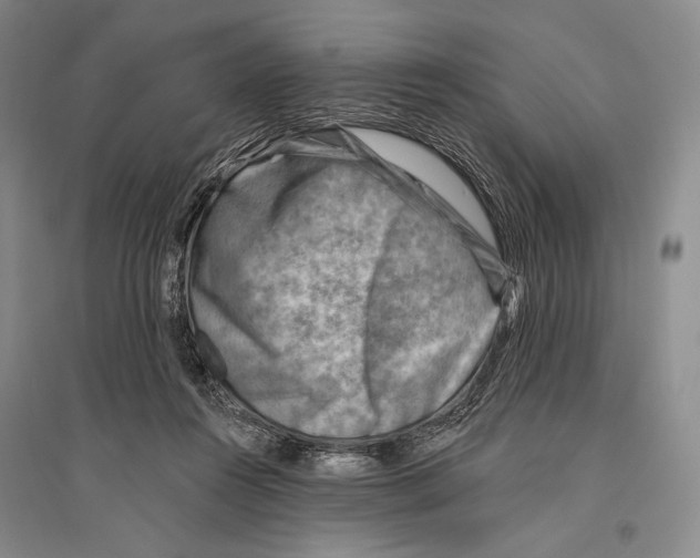 X0000096190360200802151508