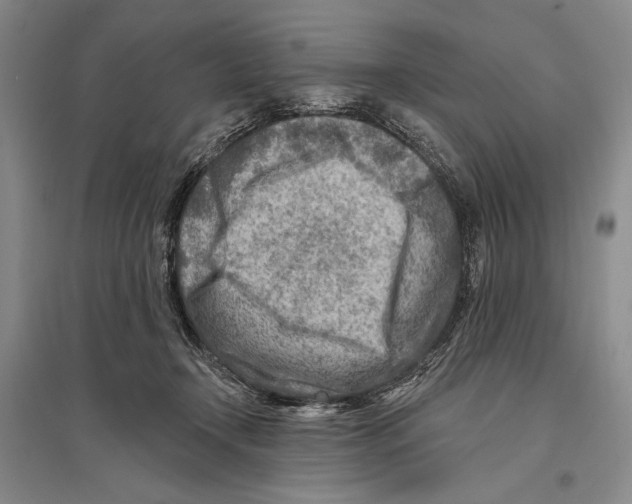 X0000096190366200802151508