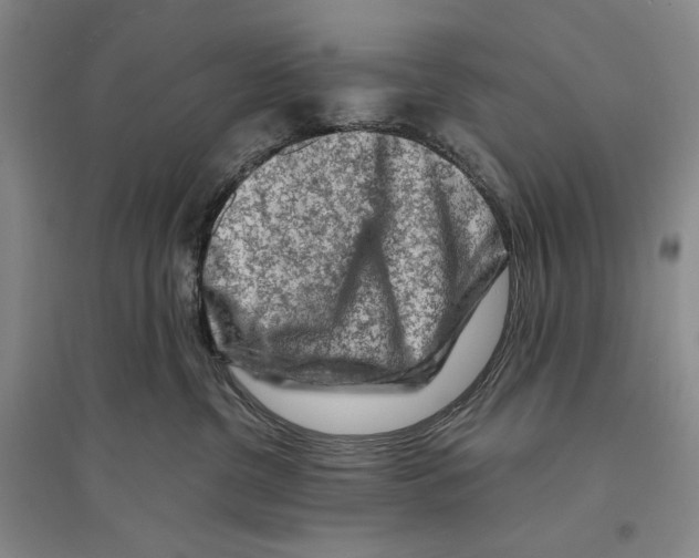 X0000096190380200802151508