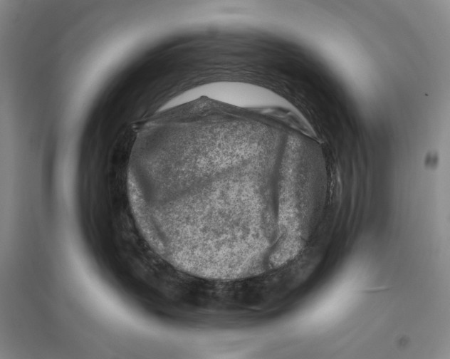 X0000096190383200802151508