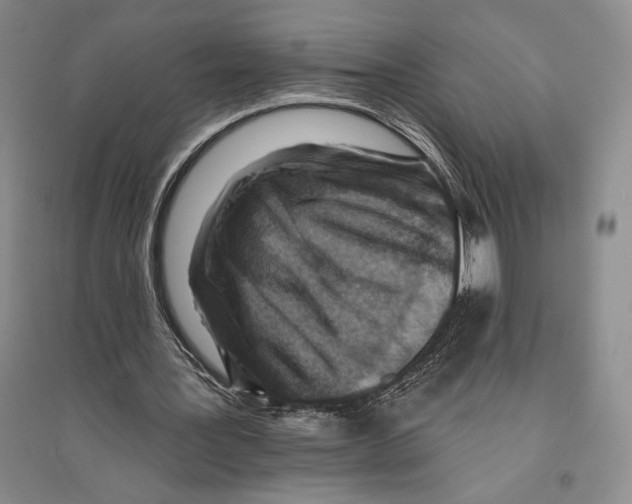 X0000096190387200802151508