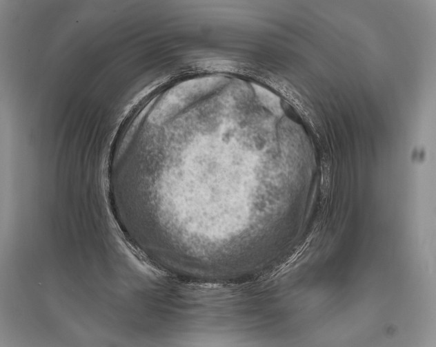 X0000096190390200802151508