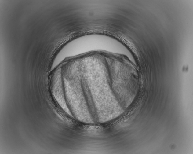 X0000096190401200802151508