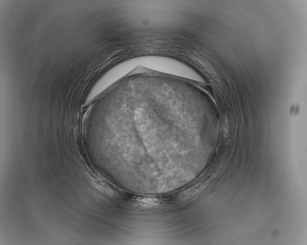 X0000096190409200802151507