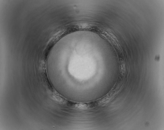 X0000096190419200802151507