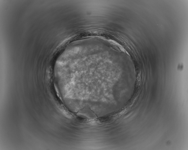 X0000096190424200802151507