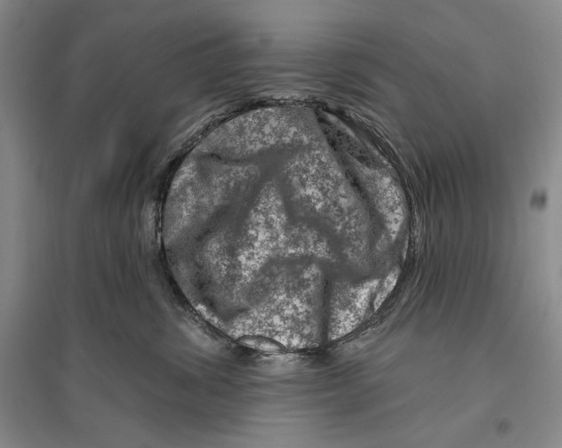 X0000096190428200802151507