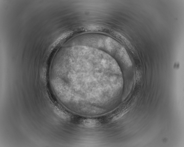 X0000096190444200802151507