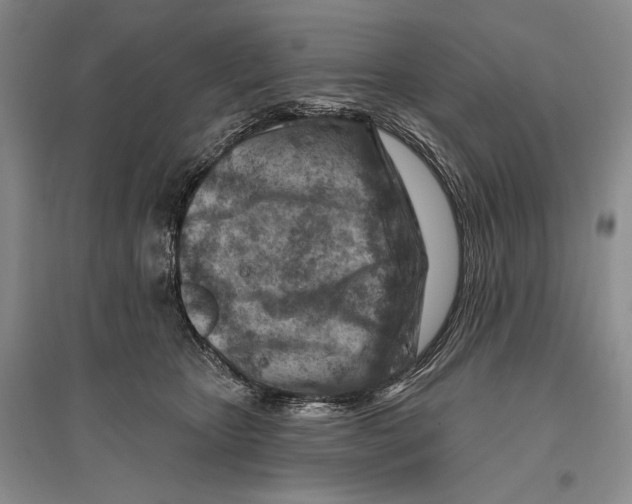 X0000096190467200802151507