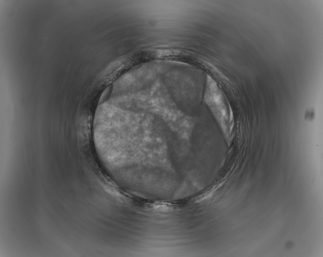 X0000096190475200802151507