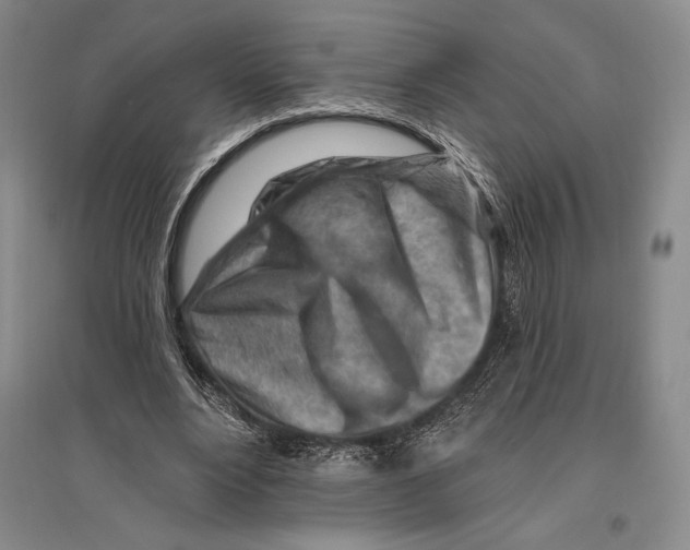 X0000096190488200802151506