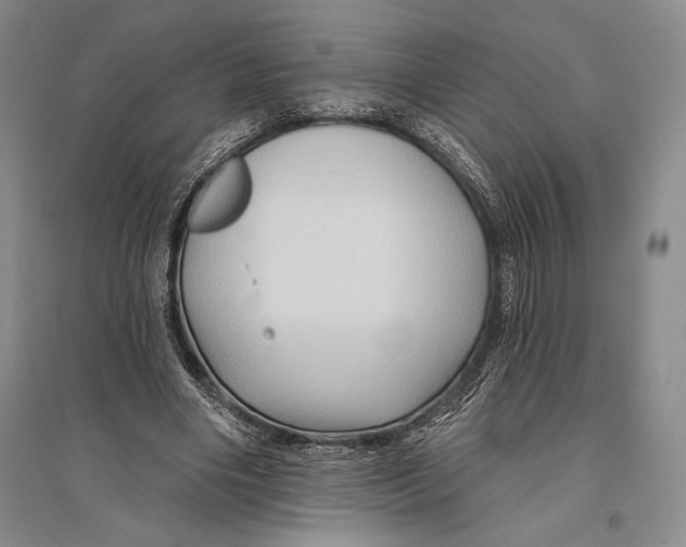 X0000096190490200802151506