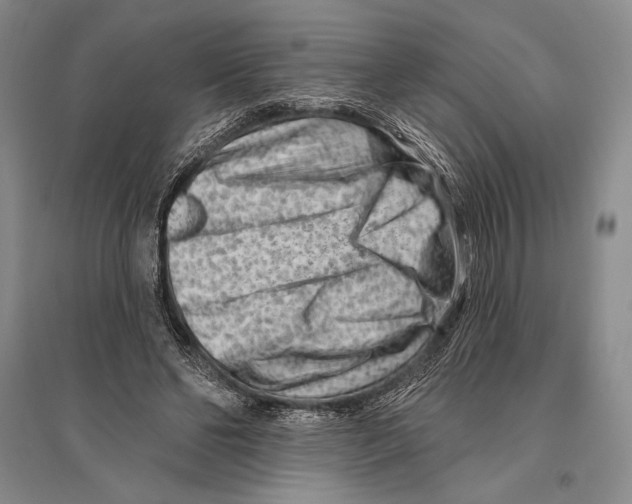 X0000096190494200802151506