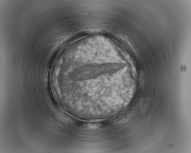 X0000096190495200802151506