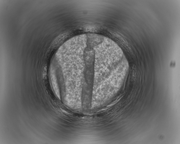 X0000096190502200802151506