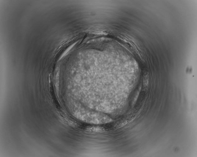 X0000096190503200802151506