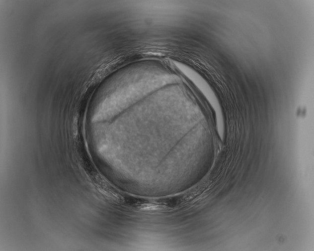 X0000096190504200802151506