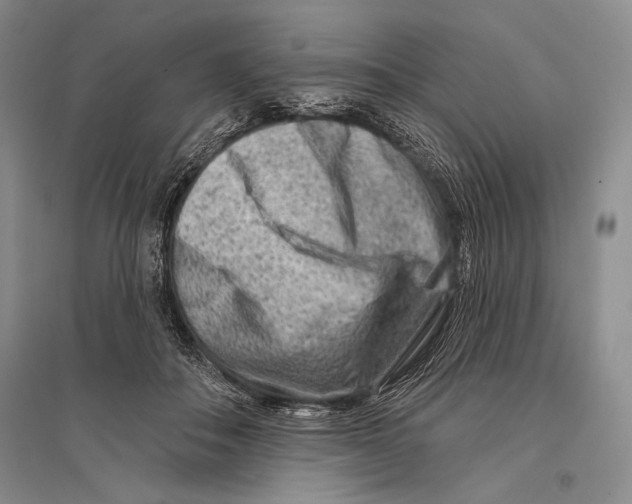 X0000096190506200802151506