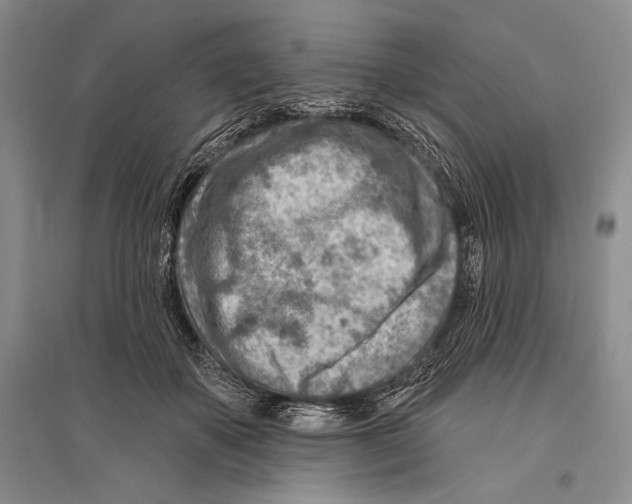 X0000096190507200802151506