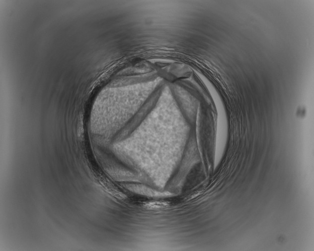 X0000096190508200802151506