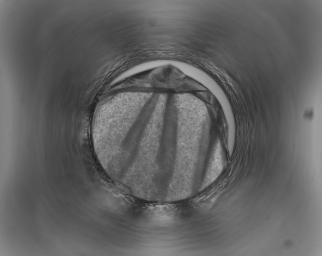 X0000096190517200802151506