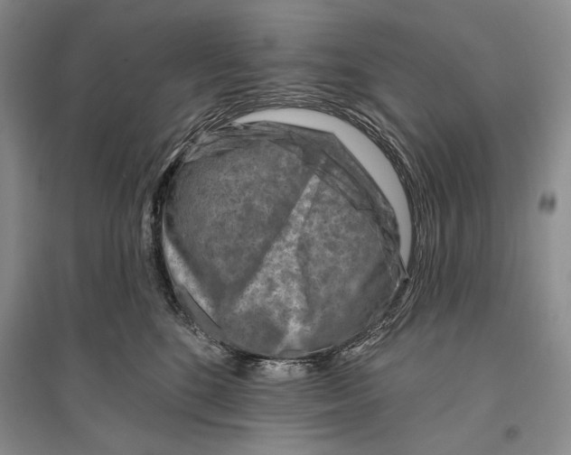 X0000096190520200802151506