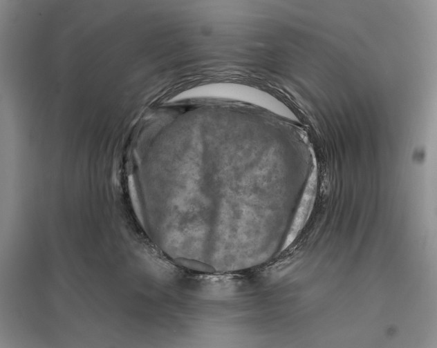 X0000096190524200802151506