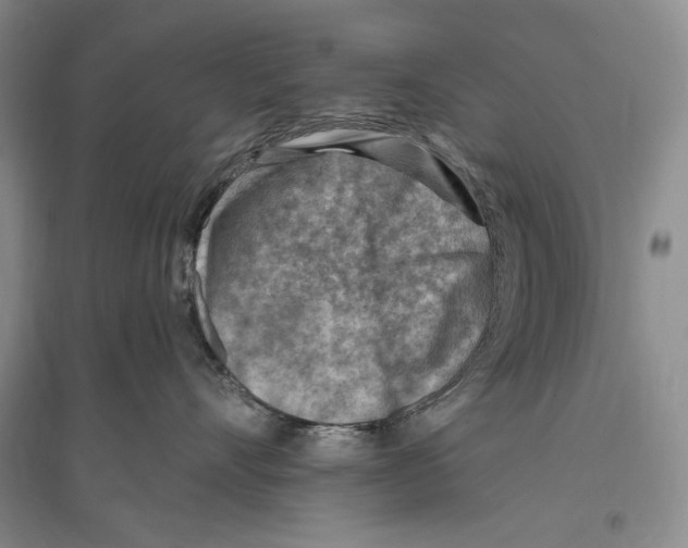 X0000096190528200802151506