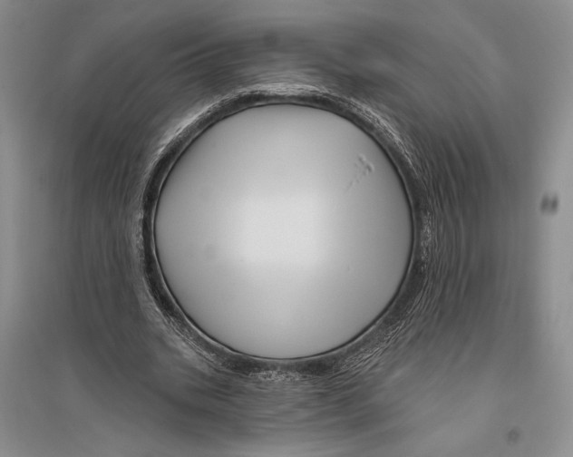 X0000096190535200802151505