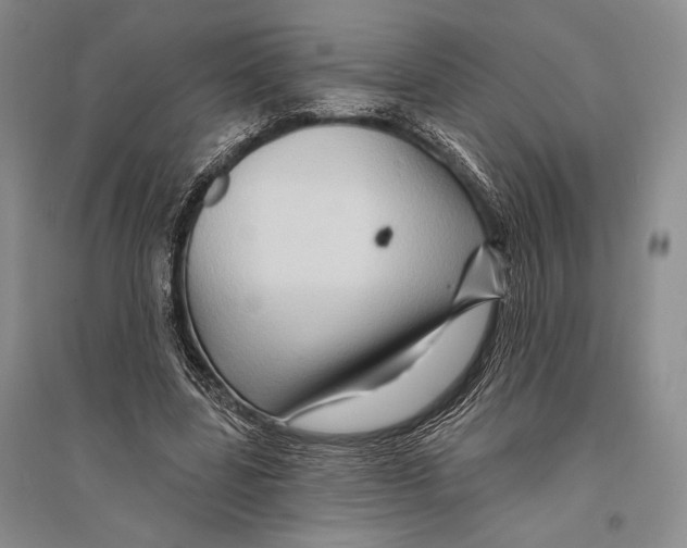 X0000096190539200802151505