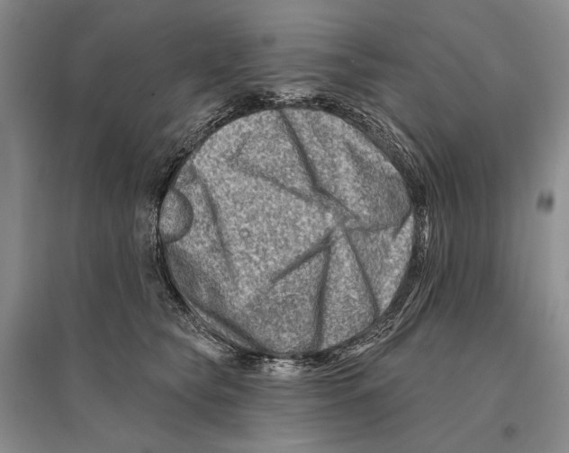 X0000096190565200802151506