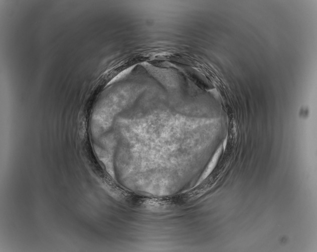 X0000096190568200802151506