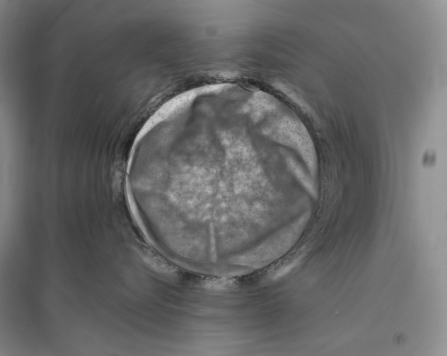 X0000096190576200802151506