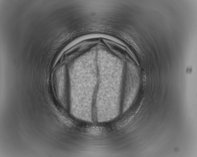 X0000096190593200802151505