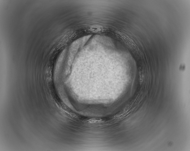 X0000096190606200802151505