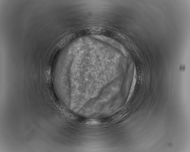 X0000096190610200802151505