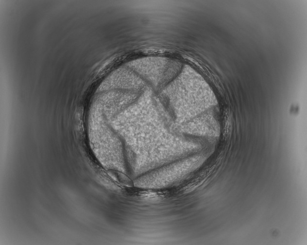 X0000096190616200802151505